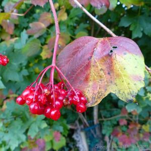 Red berries in autumn