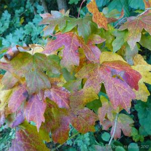 Leaves changing colour in autumn