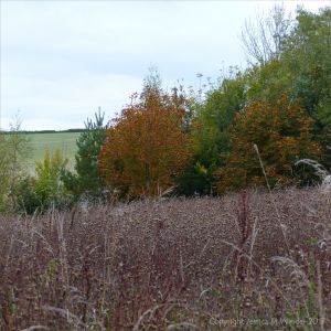View across the meadow of dried grasses and seed heads to the countryside beyond