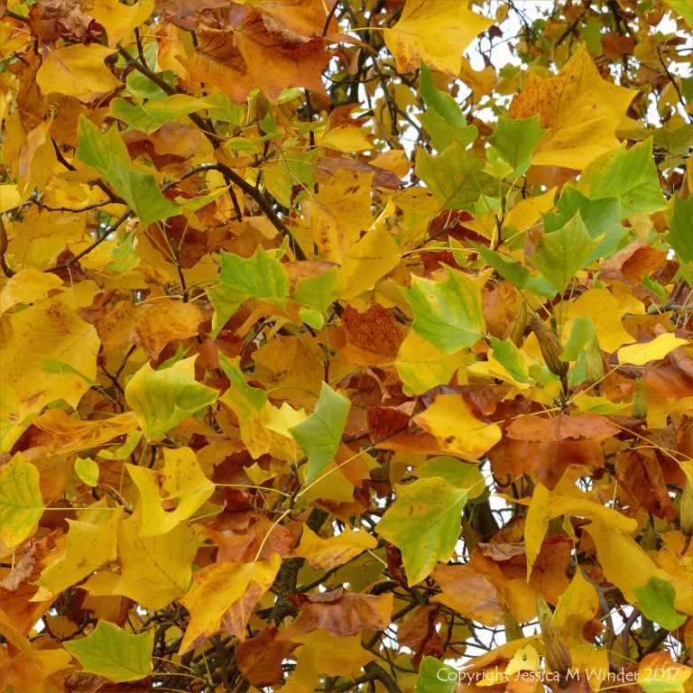 Leaves of the Tulip Tree in October