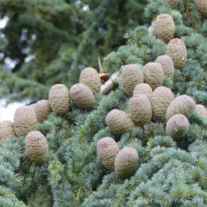 Cones and pine needles on the Atlas Cedar tree
