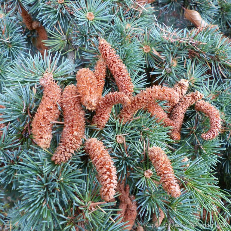 Atlas Cedar close-up at Kew Gardens