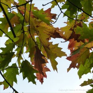 Leaves changing colour in autumn on the Red Oak tree