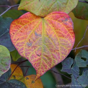 Heart-shaped leaf changing to autumn colours