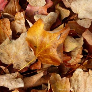 Dead leaves of the Maple (Acer obtusatum) on the ground at Kew Gardens