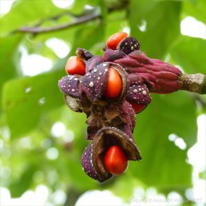 Seed pod on Magnolia x soulangeana "Rustica Rubra"