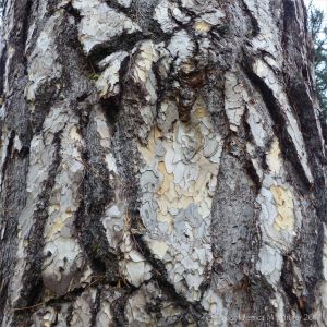 Detail of bark on an Austrian Pine at Kew Gardens
