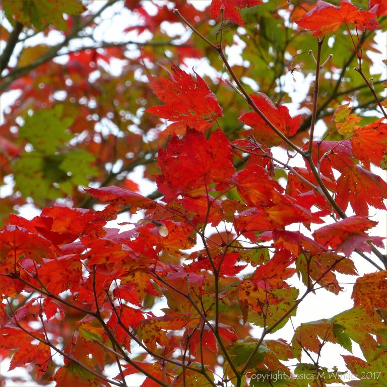 Japanese Maple leaves in autumn at Kew Gardens