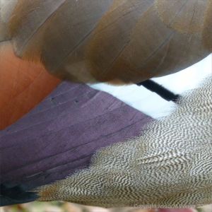Feathers on a sleeping duck