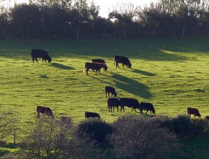 Strong light contrasts in the autumn countryside with hillside grazing cattle casting long shadows