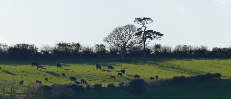 Strong light contrasts in the autumn countryside with sihouetted trees and cattle with long shadows