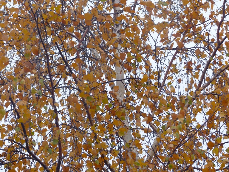 Dying leaves on a silver birch tree