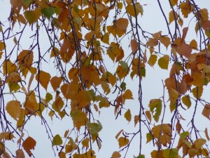 Silver birch leaves on the tree in late November