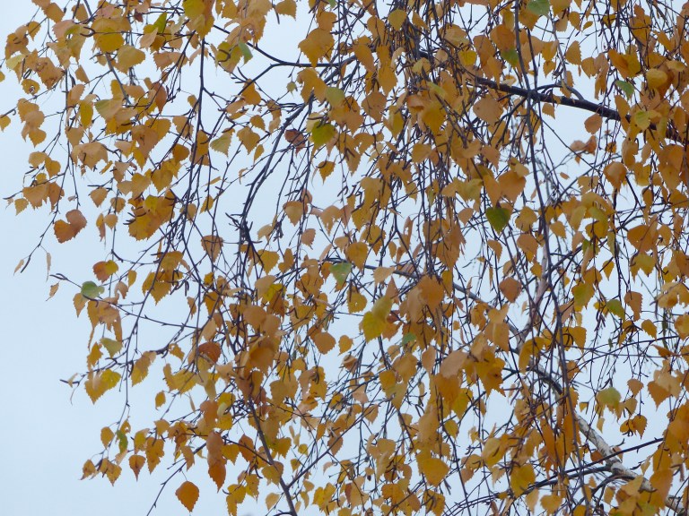 Silver birch leaves on the tree in late November