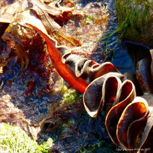 Stipe of Furbelows kelp seaweed