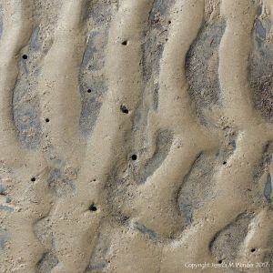 Sand ripples with holes made by piddocks in the underlying rocks
