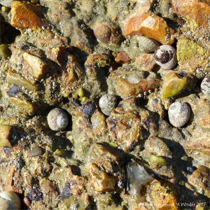 Top Shell gastropods grazing on reinforced concrete