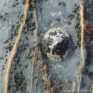 Limpet on veined limestone riddled with holes made by burrowing worms