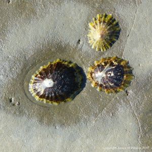 Three common limpets living on Blue Lias limestone