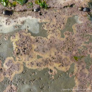 Pink Paint encrusting calcareous seaweed (Lithamnion) growing on Blue Lias limestone and perforated by many occupied burrows of marine polychaete worms (Polydora spp.)