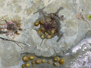 Worn ammonite fossil filled with living limpets in a limestone pavement at Lyme Regis