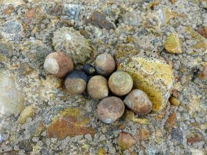 Limpets, winkles, and barnacles living on concrete footings remaining on the beach after the removal of the breakwaters