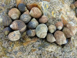 Winkles living on seashore concrete