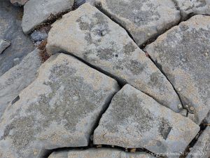 Naturally fractured intertidal limestone pavement with damp patches of active bio-erosion by marine worms at Lyme Regis