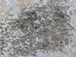 Close-up of bio-erosion in limestone by burrowing marine worms