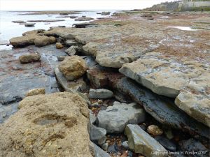 Alternating layers of pale hard Lias limestone and softer dark mudstone with holes made by bivalve molluscs like piddocks on the seashore