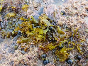 Seaweed and winkles growing on a natural limestone pavement