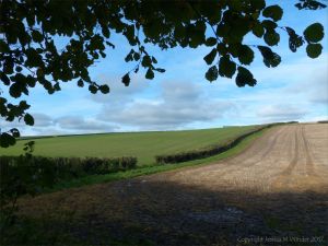 Views from a walk through arable fields in the Dorset countryside