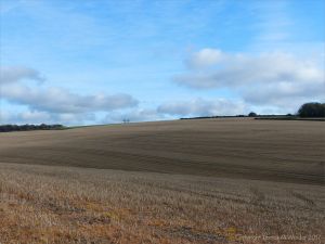 Views from a walk through arable fields in the Dorset countryside
