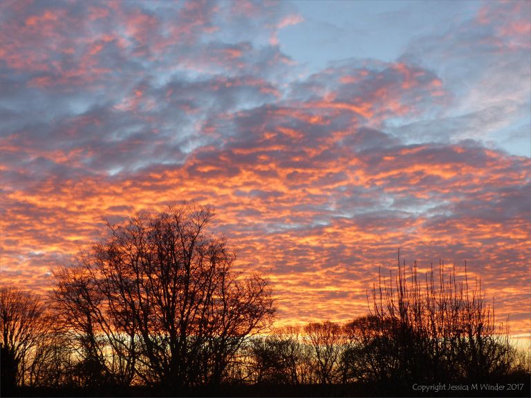 Sunrise, tinted clouds, and bare trees