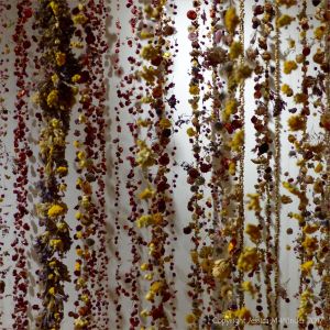 Dried flowers
