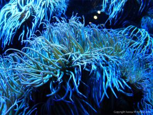 Anemone in an aquarium