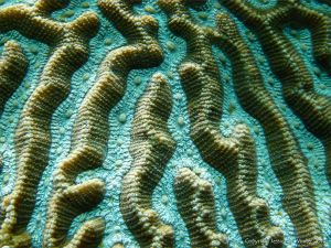 Coral in an aquarium