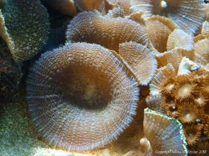 Coral in an aquarium