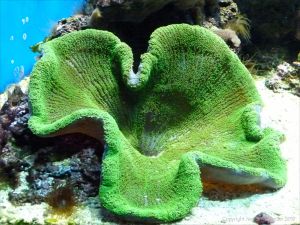 Coral in an aquarium