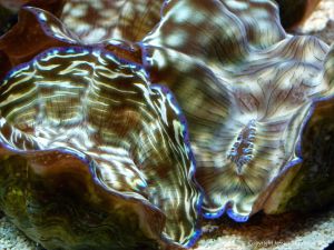 Living giant clam in an aquarium