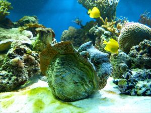 Giant clam and other tropical marine invertebrates with yellow fish