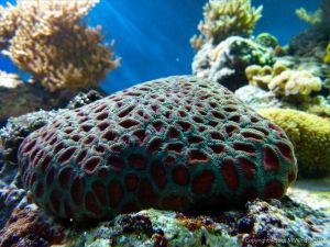 tropical coral in an aquarium