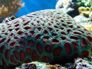 Tropical coral in an aquarium