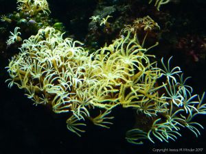 Tropical coral living in an aquarium