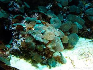 Coral in an aquarium