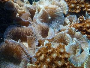 Coral in an Aquarium