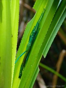 Peppermint Stick Insect (Megacrania batesii)