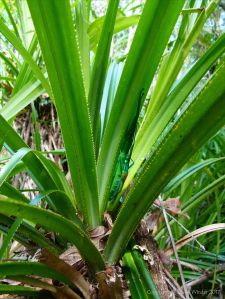 Pair of mating Peppermint Stick Insects at Dubuji Boardwalk near Cape Tribulation.