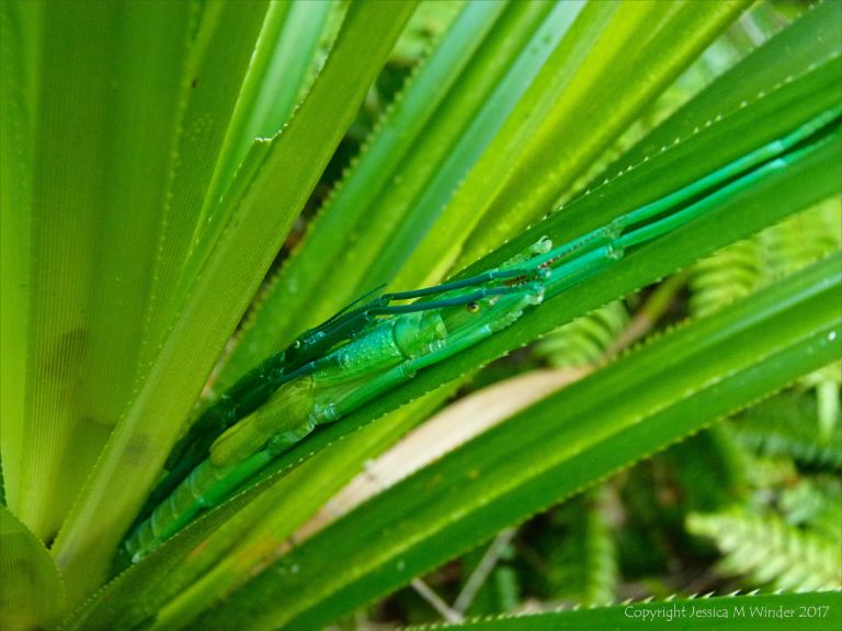 Male and female Peppermint Stick Insects (Megacrania batesii)