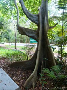 Mangrove buttress roots (Looking Glass Mangrove) at Cape Tribulation